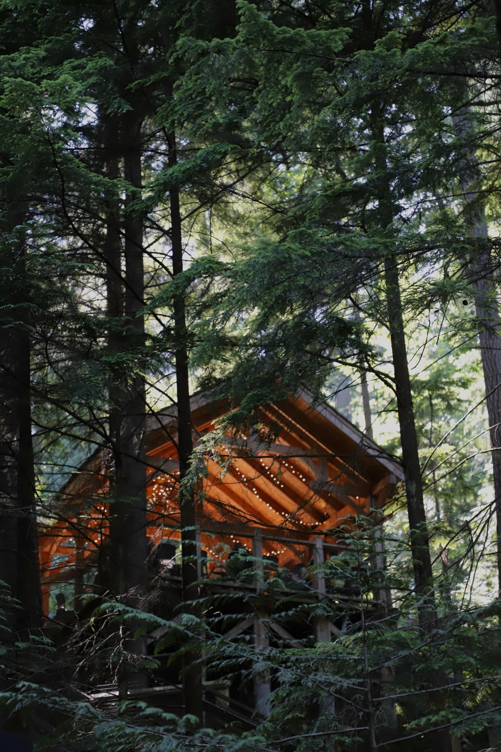 String-lit wooden pavilion glowing through a dense forest