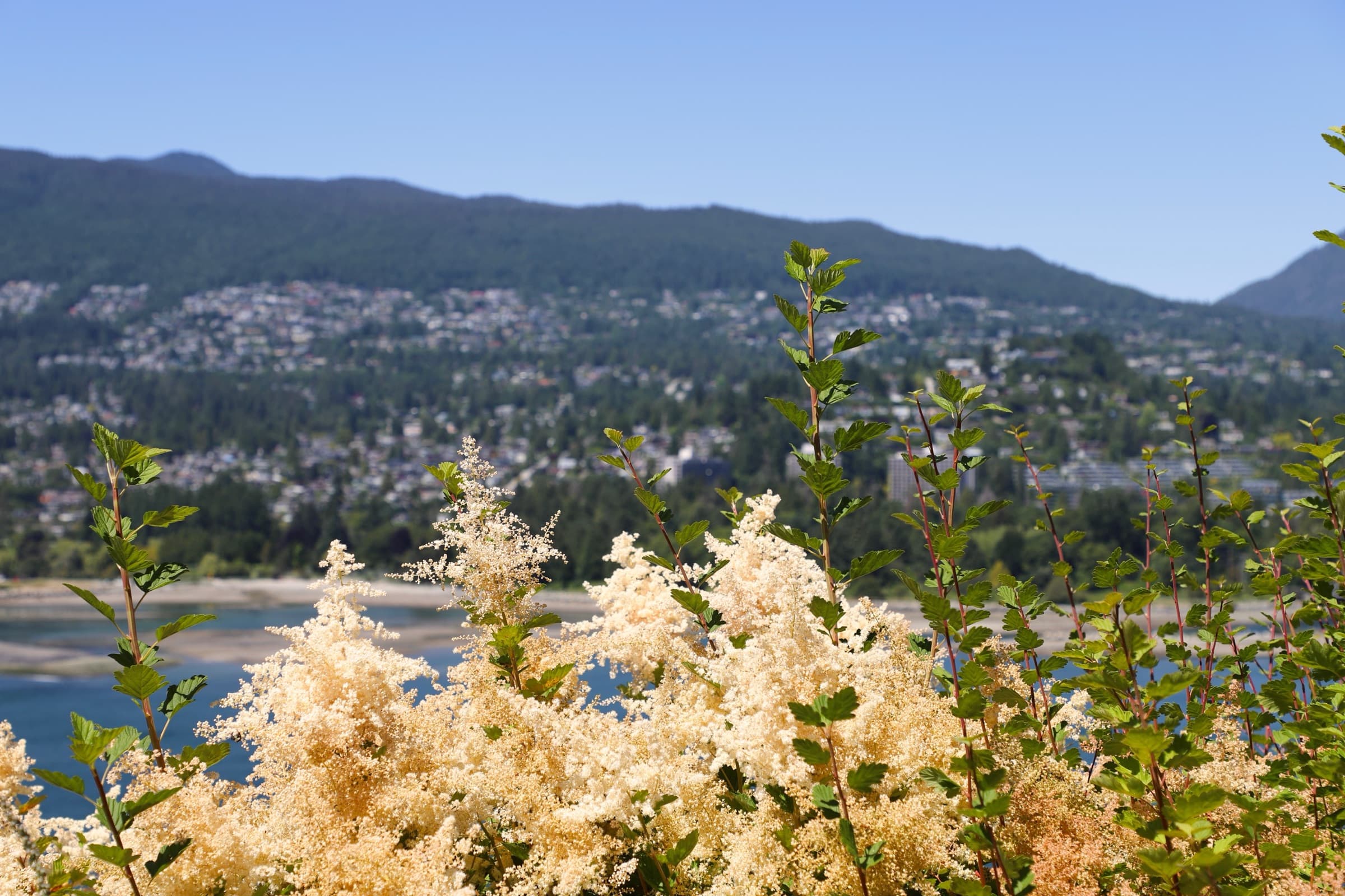 Flowering shrubs overlooking a coastal town nestled beneath mountains